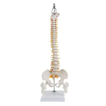 45 см Гъвкава Анатомическая Модел Позвоночно-Лумбалния Отдел на гръбначния Стълб на Човека Anato