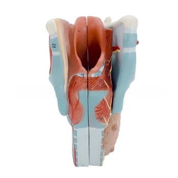 Анатомическая модел на ларинкса Свалящ се анатомическая модел на човешкото гърлото Увеличена 2 пъти анатомическая модел на гърлото Обучение подпори за студент