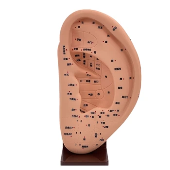 Модел Акупунктурной точка на ухото от PVC Модел на Акупунктура, на човешкото ухо Модел Акупунктурной точка на ухото Медицинска